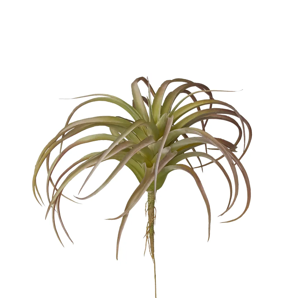 10" Red Air Plant AP1002